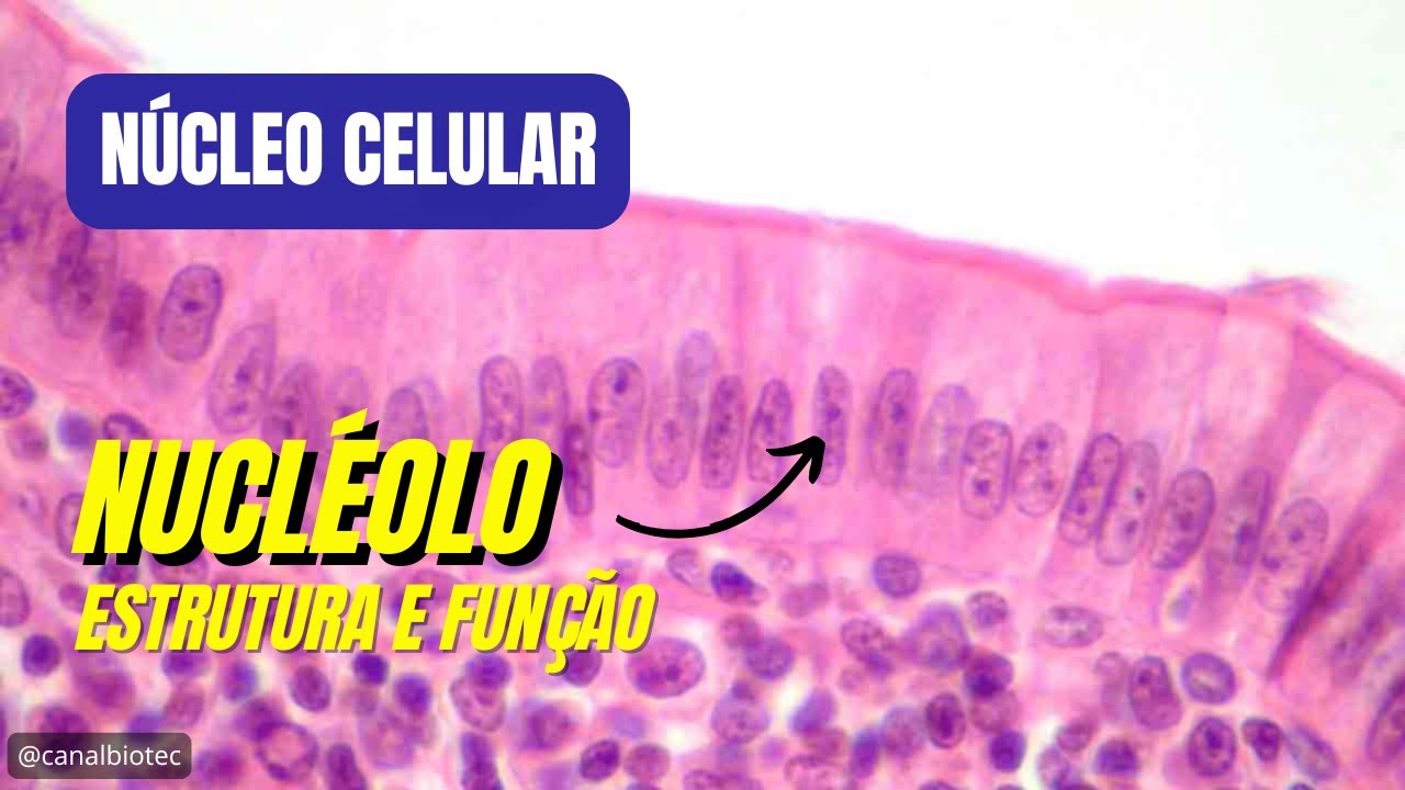 Núcleo Celular: NUCLÉOLO - estrutura e função
