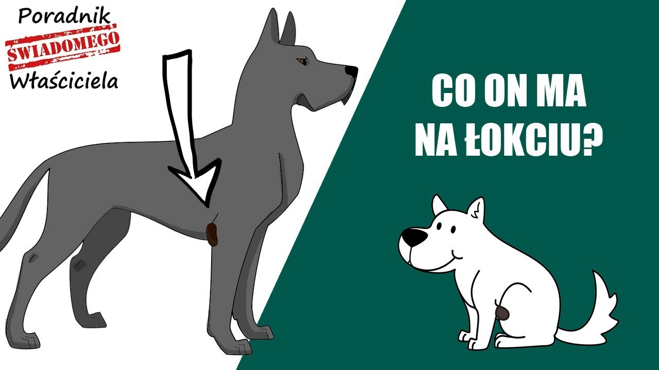 Modzele i Wodniaki
