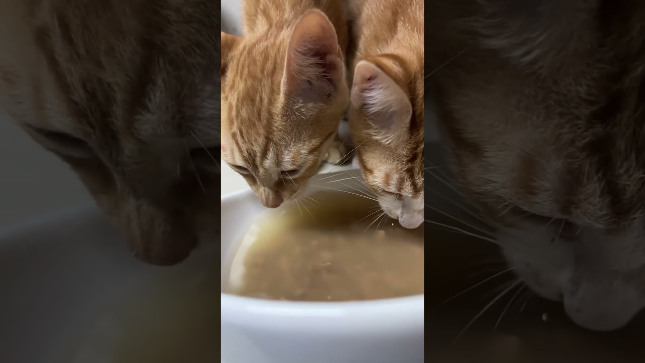 #cat #kawaiianimals #cute #catshorts #kitten #kittensofinstagram #cutecat #catlover #funny #funnycat