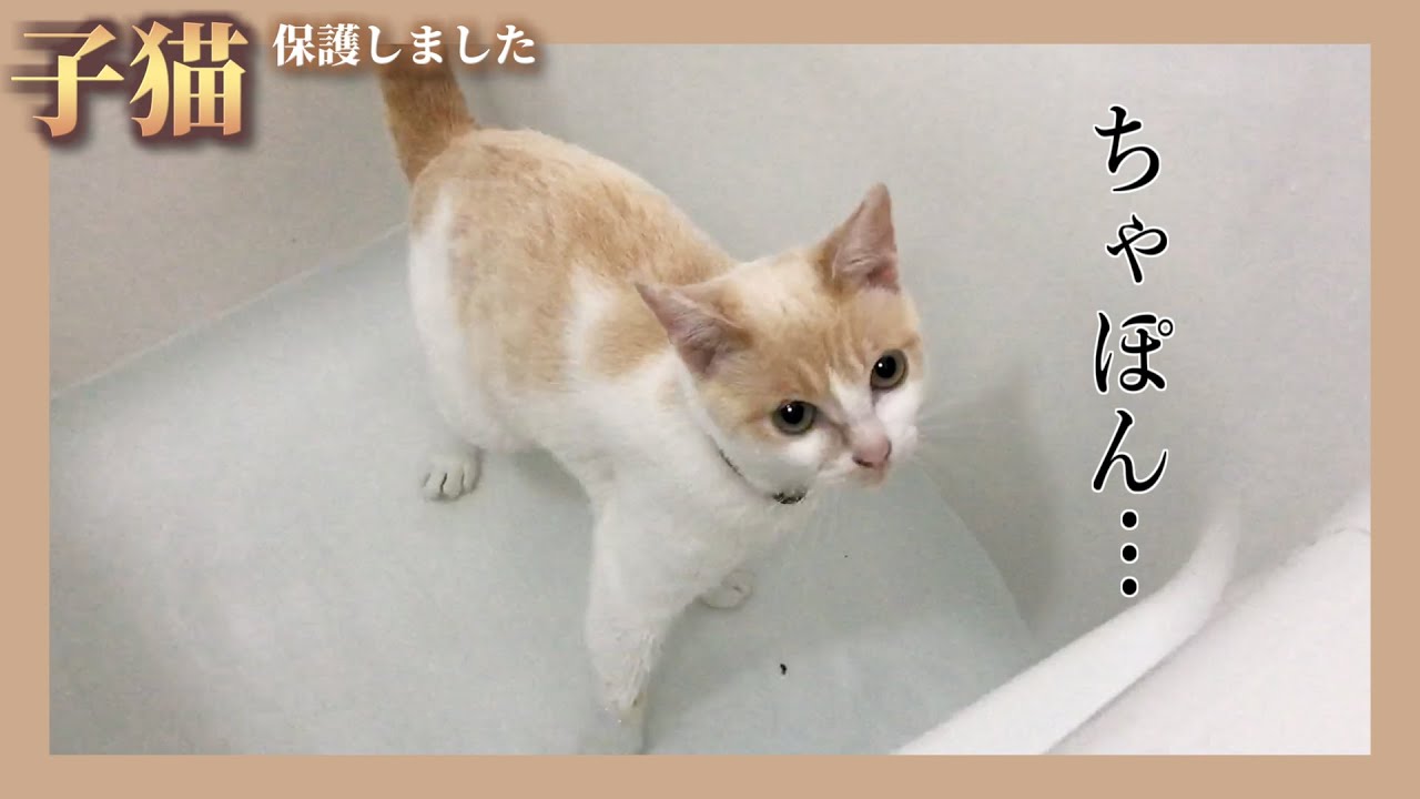 【悲報】子猫と日課の湯あみ中に事故りました