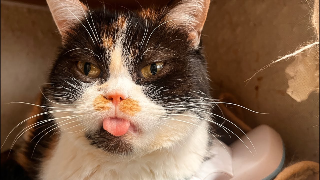 18 cats in  Forgiveness Day live stream
