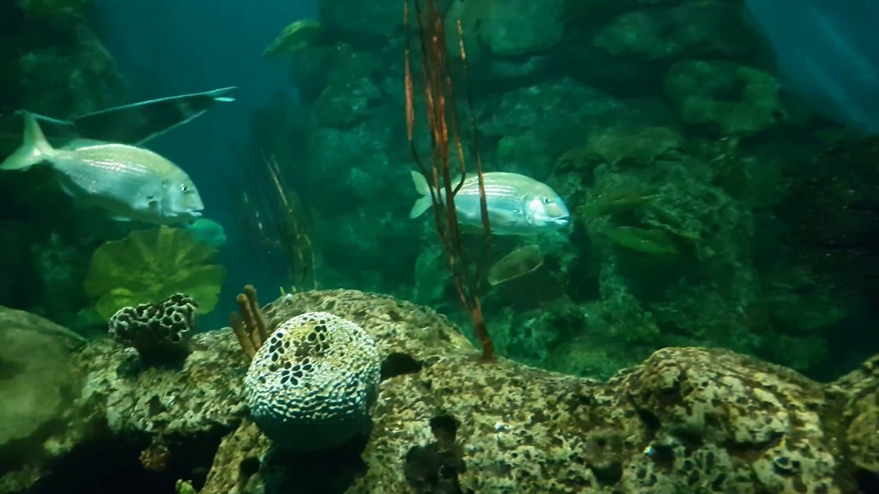 Acuario Temaiken 2017 4K HDR
