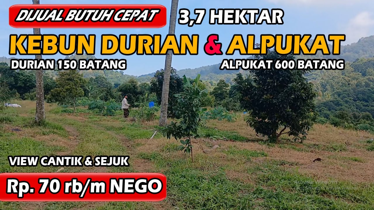 DIJUAL TANAH KEBUN DURIAN & ALPUKAT – SIAP PANEN – HARGA MURAH BANGET!