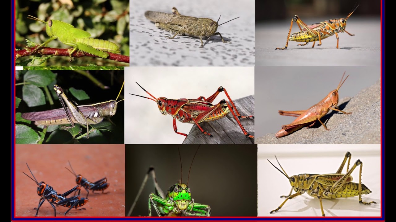 Los Saltamontes o chapulines . Cael&iacute;feros cel&iacute;feros