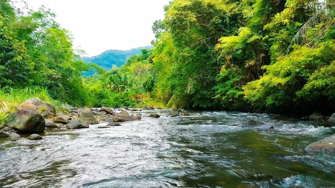 Peaceful River Sounds in the Forest 🍃 Sleep White Noise