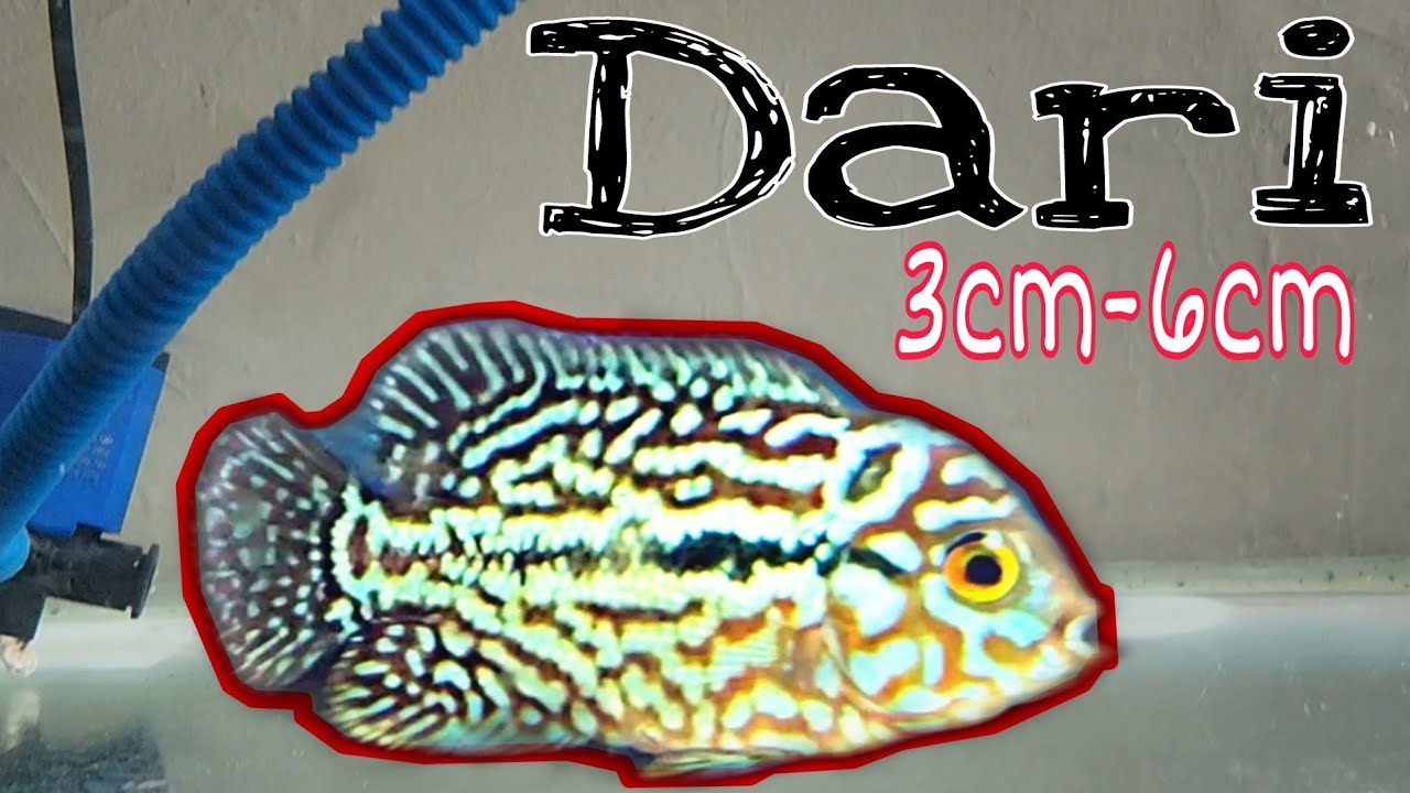 Cara Progress Burayak Louhan F2 King Kamfa Dari 3cm-6cm Selama 1Bulan