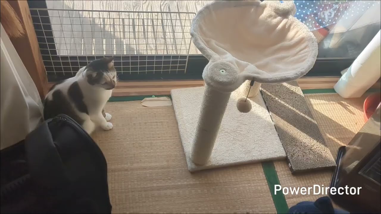 ピンクのシリコン結束バンドとニャア