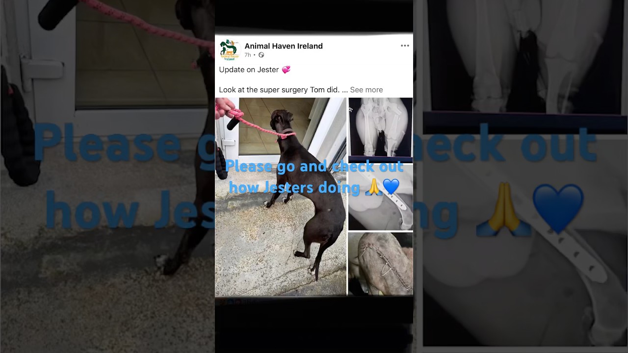 #animalrescue