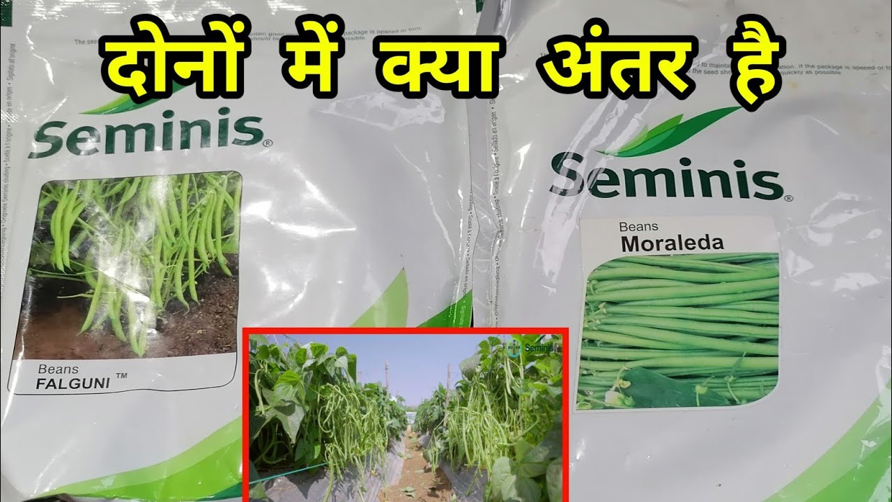 @BayerseminisVegetablesIndia  Beans Moraleda, and Falguni verayti // फाल्गुनी और मोरालीडा