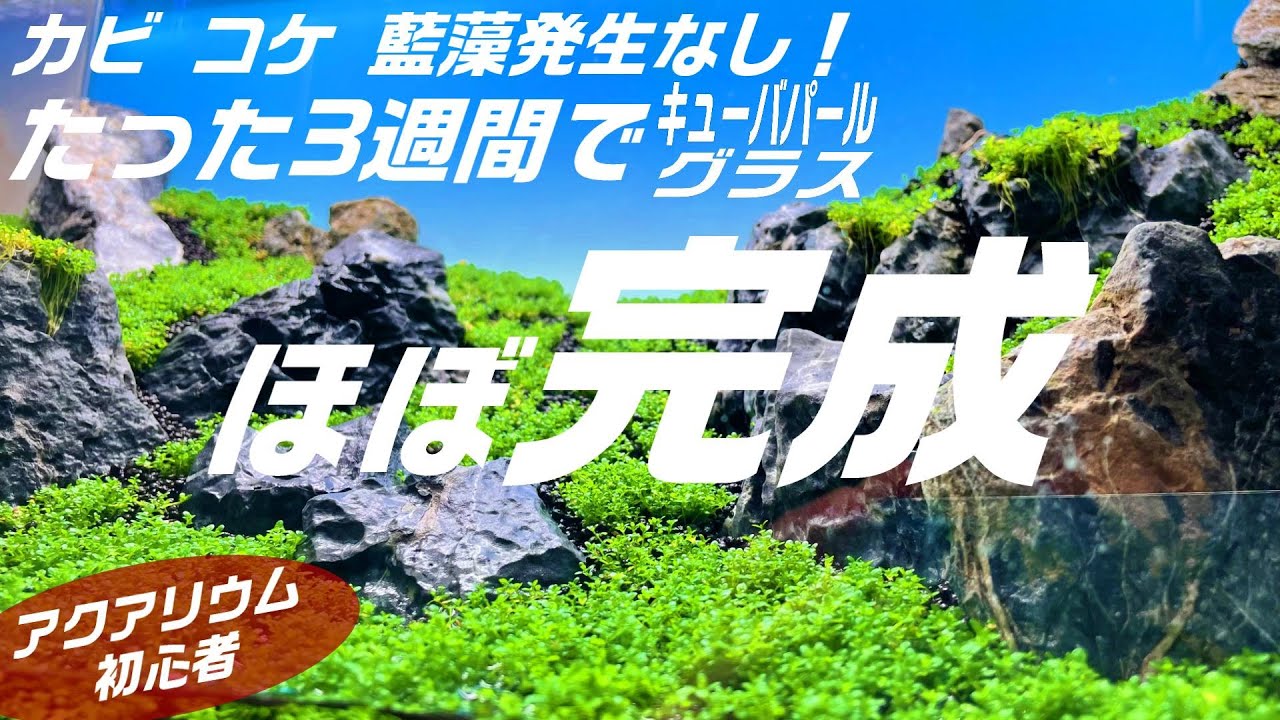 アクアリウム初心者でも出来る！3週間でほぼ完成の【ミスト管理方法】を解説！#aquarium #水草水槽 #ミスト管理#ミスト式