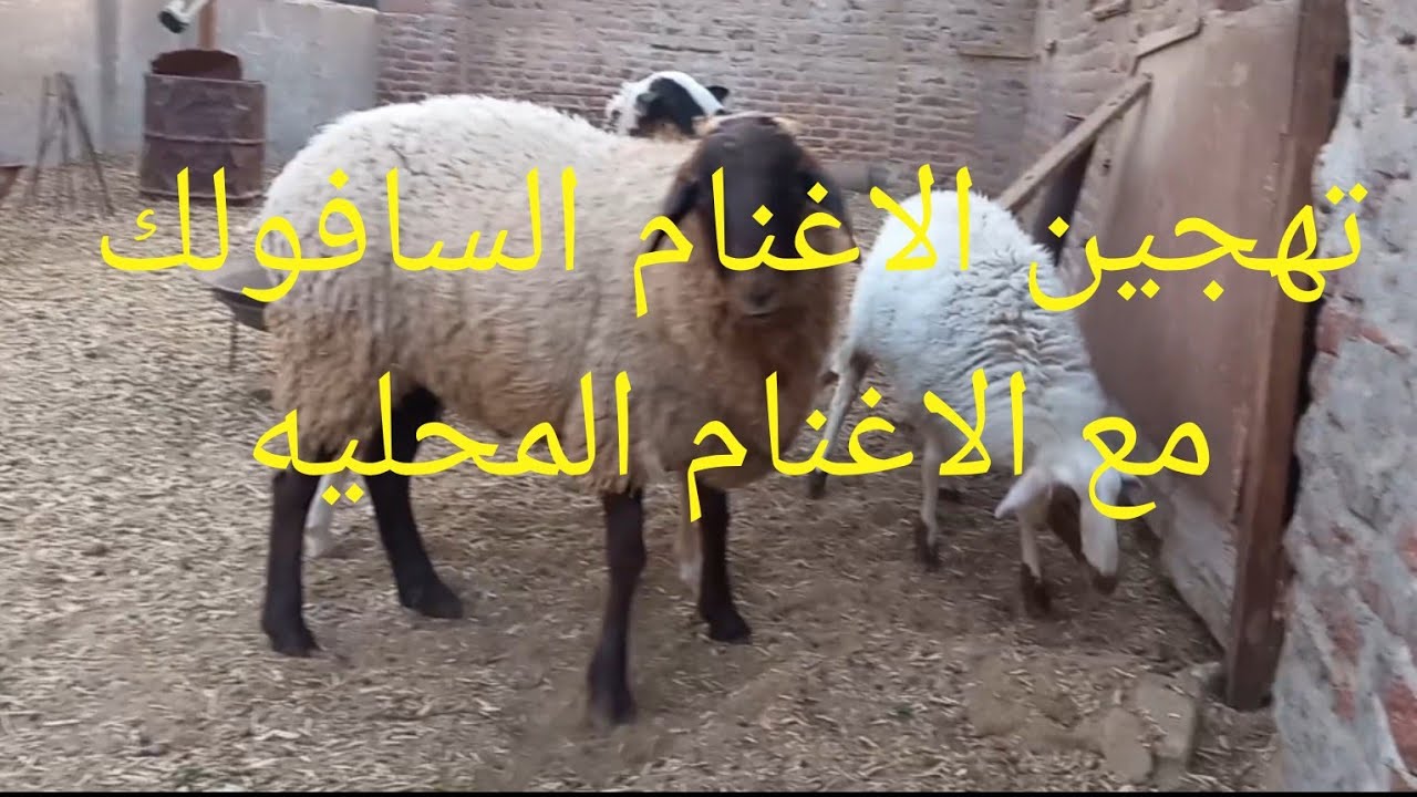 تهجين الاغنام السافولك مع الاغنام البلدي او البرديسي او الرحماني او البرقي