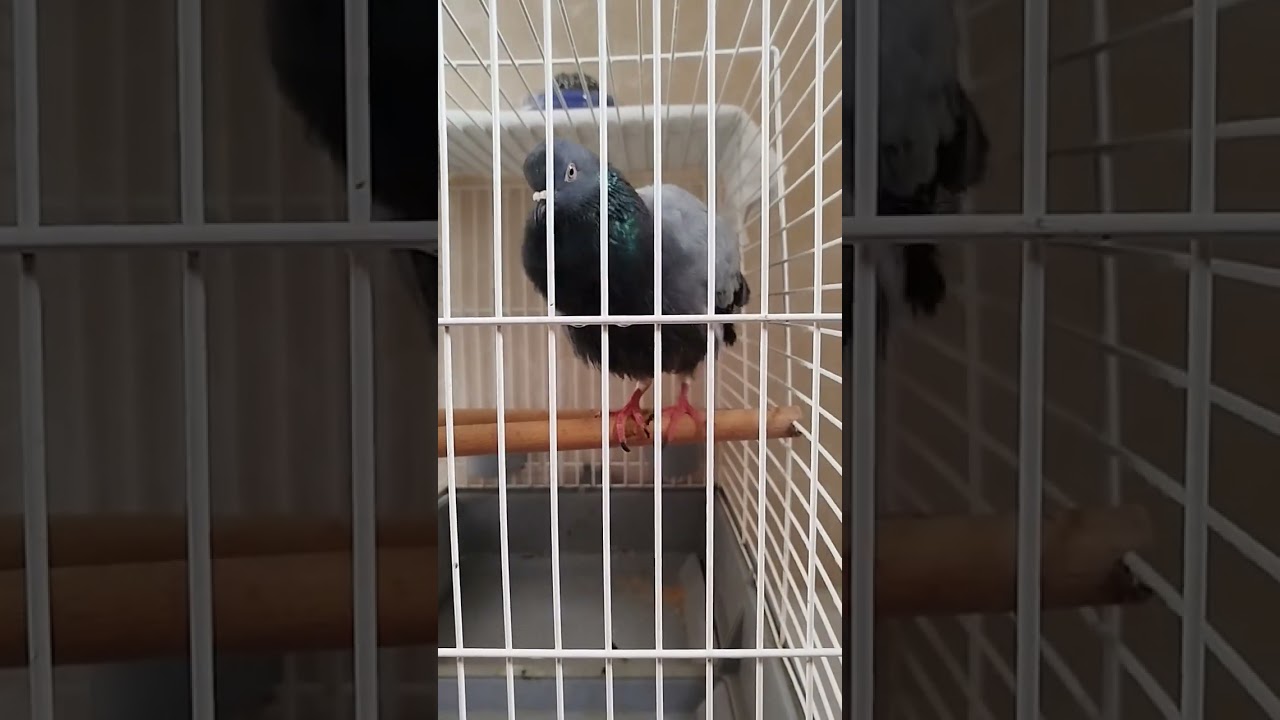 Mi palomo de nombre Bombolin, ya es todo adulto 28/02/26