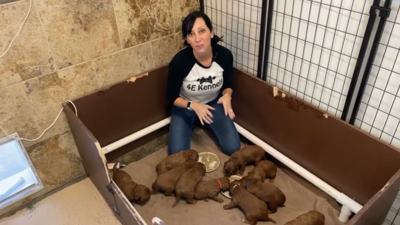 The how and why we feed puppy mush for the first time!