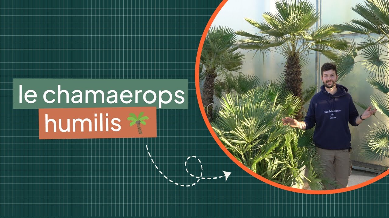Le Palmier Chamaerops Humilis