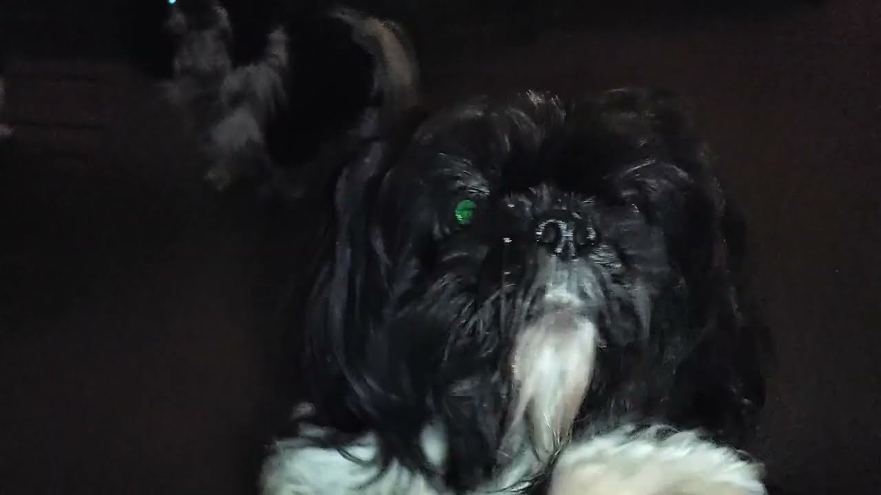 (Shih Tzu Zone) Frosty Night