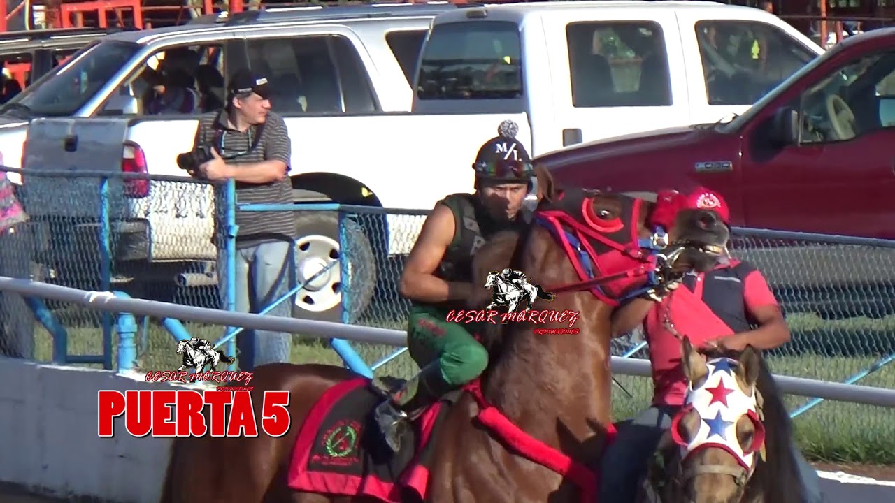 CARRERA ESTELAR  EL CAMELLO VS EL TARZAN 100 200 300 350 400 440 YDS