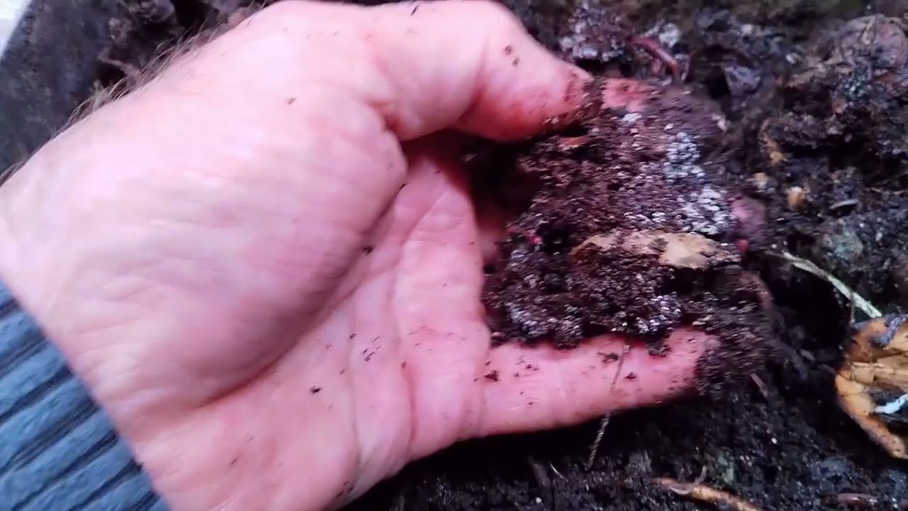 Триходерма и Чёрный Принц