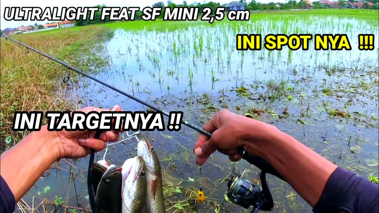 MANCING CASTING IKAN GABUS/HARUAN DITENGAH SAWAH !!!(HARUAN RICEFIELD FISHING)