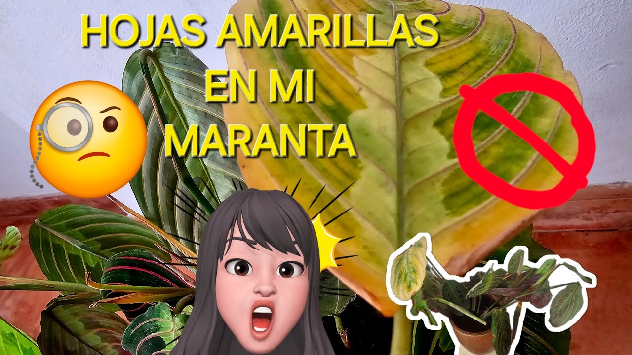 ¿POR QUÉ A MI MARANTA LE SALEN HOJAS AMARILLAS?🤷‍♀️ 💦🍂😟 TICS MARANTA LEUCONEURA TRICOLOR