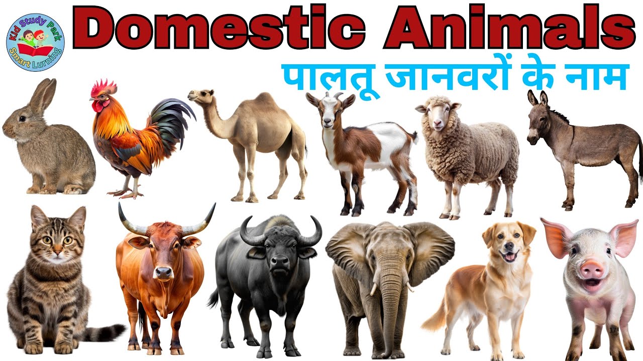 DOMESTIC Animalsb || पालतू जानवरों के नाम | animals name in Hindi and English | english Vocubalary 