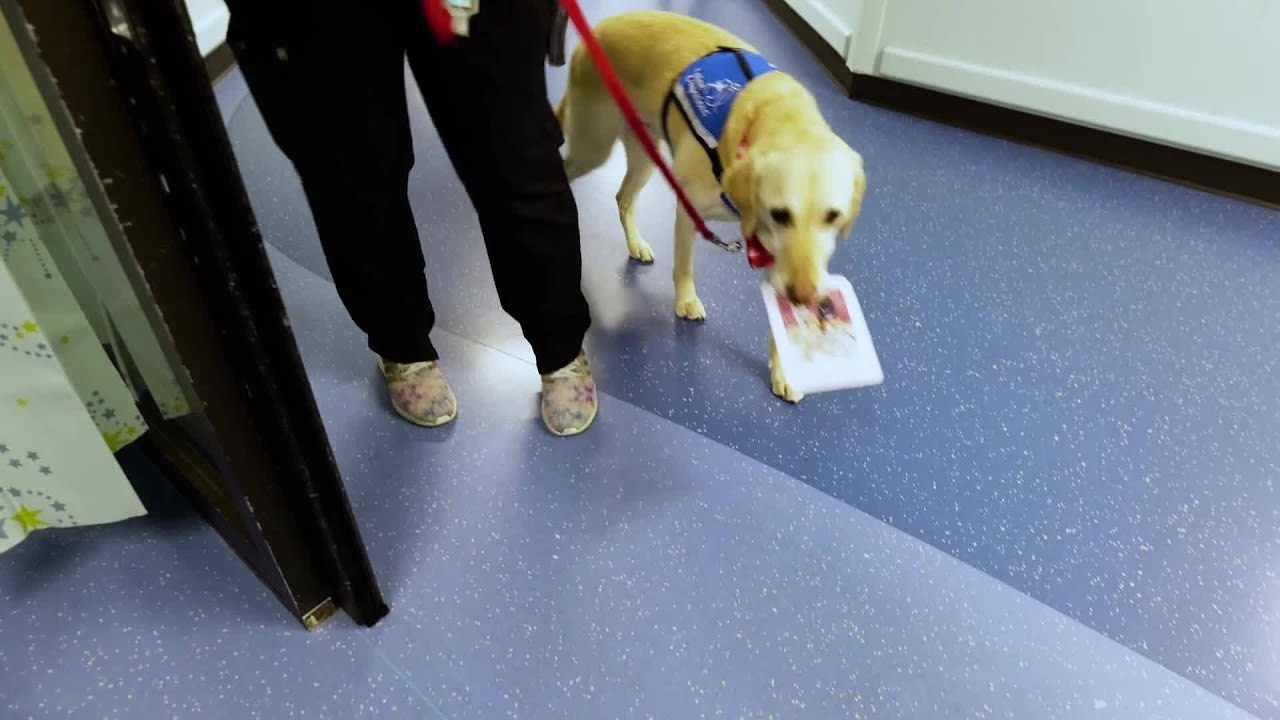 Dogs deliver Valentines to Children’s Memorial Hermann Hosp. patients