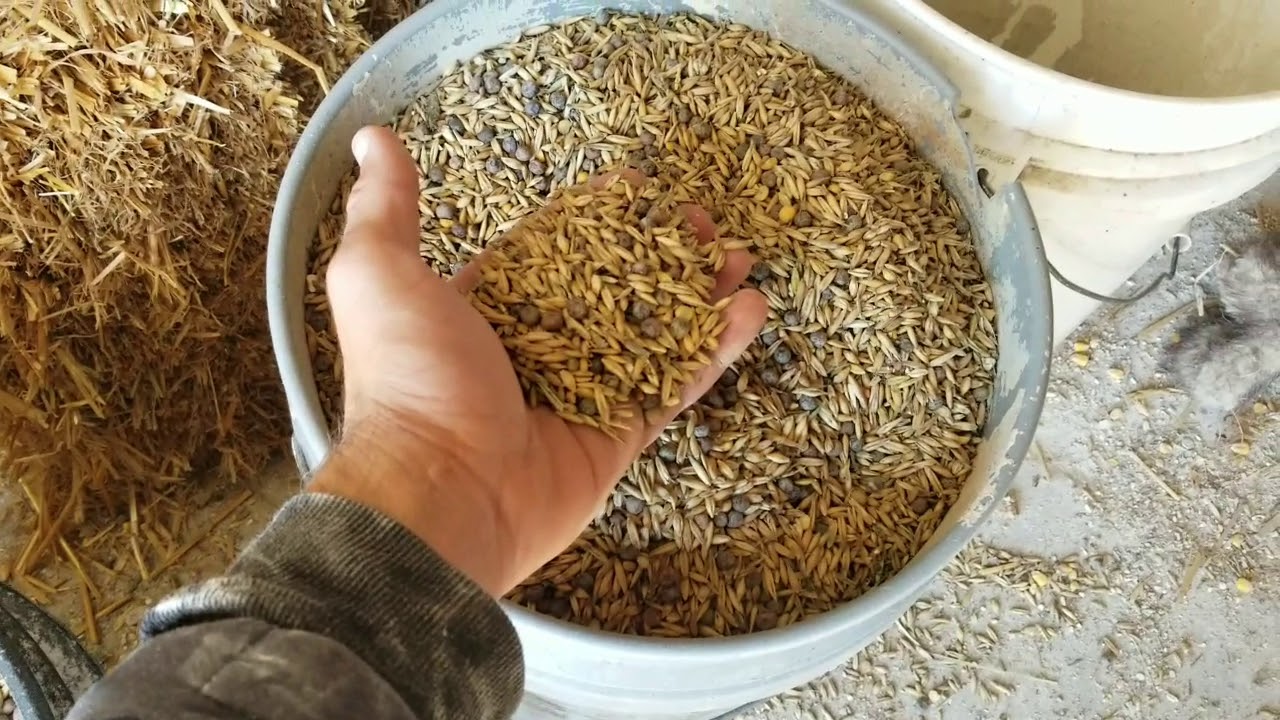 Farm Chores: How I Feed The Pigs