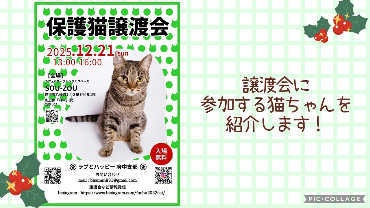 【保護猫譲渡会】2025年12月21日(日）「ラブとハッピー府中支部」主催の譲渡会に参加のニャンズ大集合！