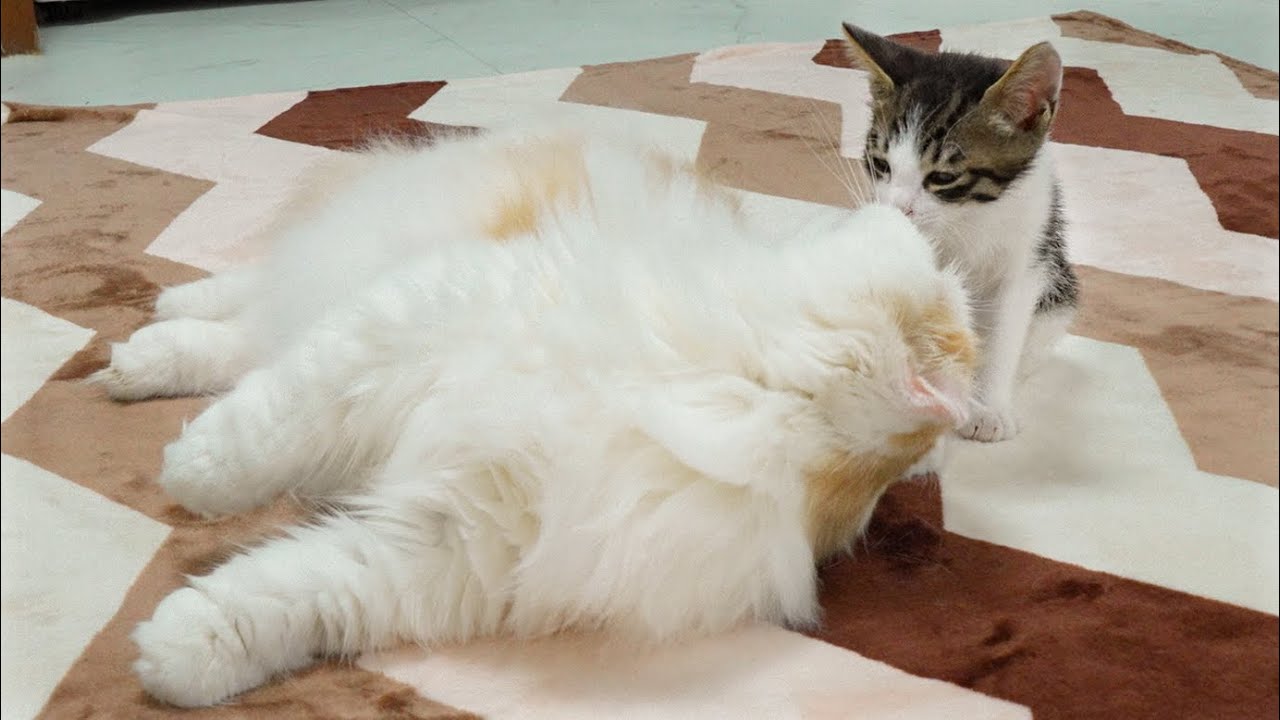 The Big Cat Wants To Show Affection To the Rescued Kitten │ Episode.159