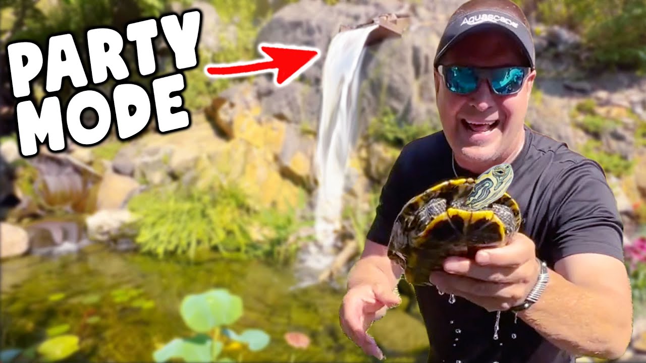 GIANT PARTY Waterfalls for TURTLE POND