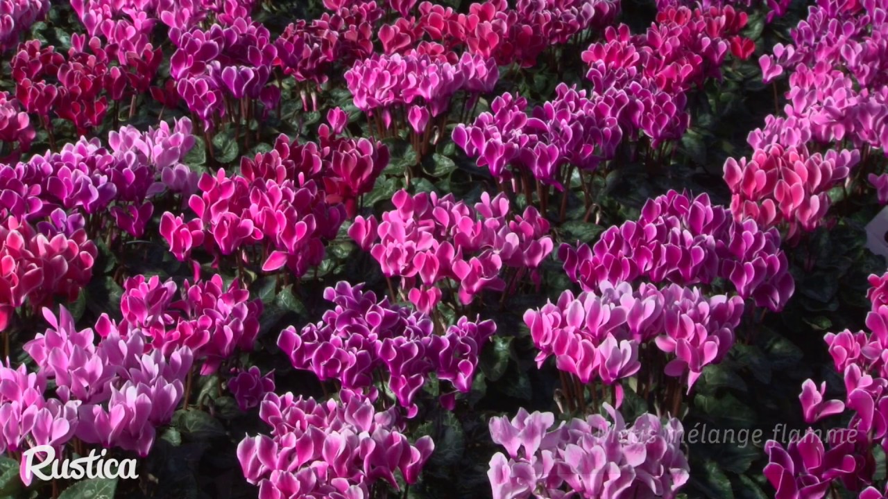 Cyclamens d'automne : les créations modernes