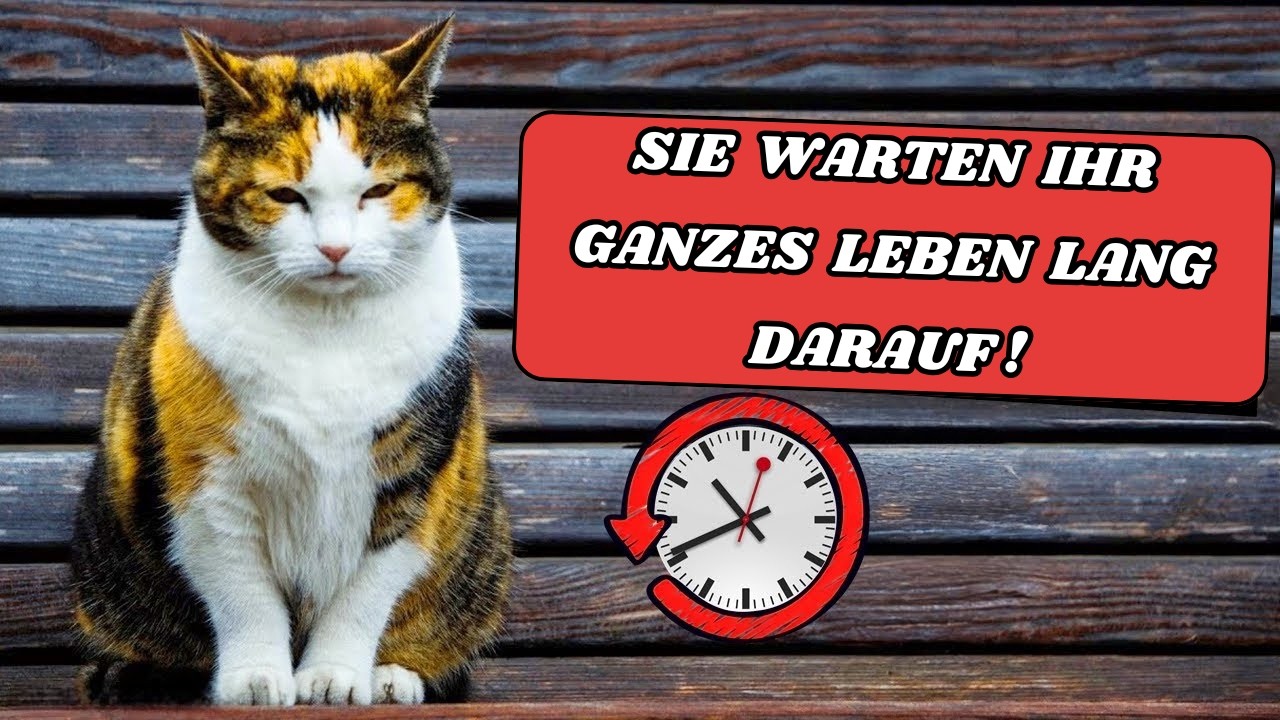 Deine Katze wartet ihr ganzes Leben darauf, dass du DAS tust! 🐈