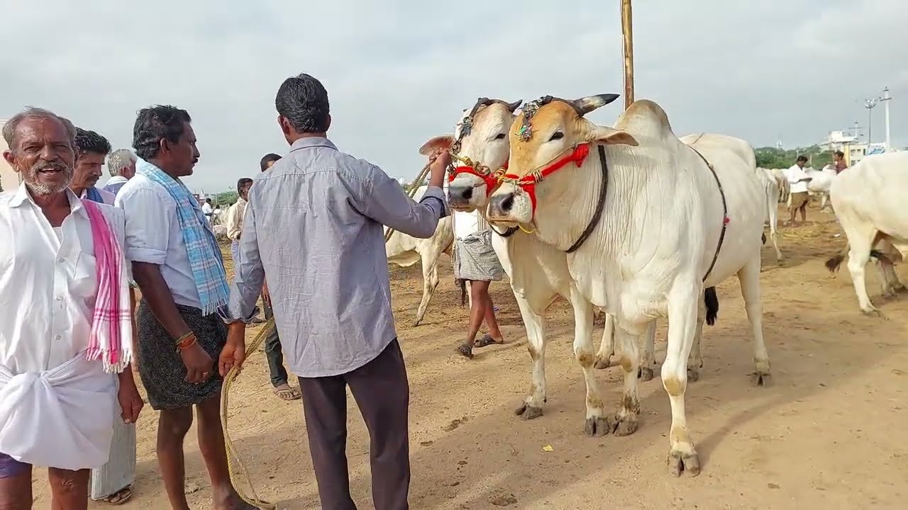 పెబ్బేరు సంతలో గోధుమ పుల్ల ఎద్దులకు జరుగుతున్న వ్యాపారం | Brown colour Bulls Price's in Pebbair