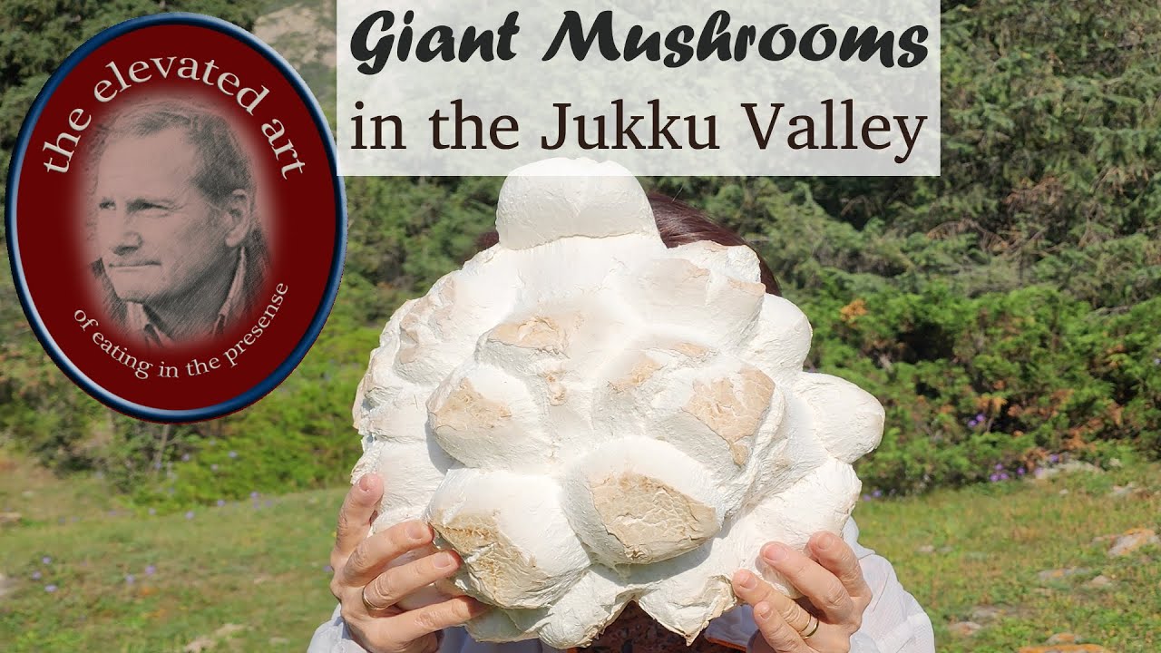 Giant Mushrooms in the Jukku Valley