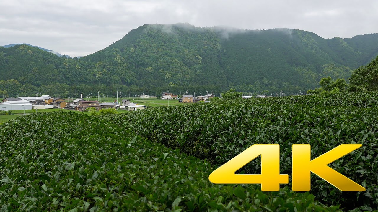 Mie Green Tea Fields - 茶畑 - 4K Ultra HD