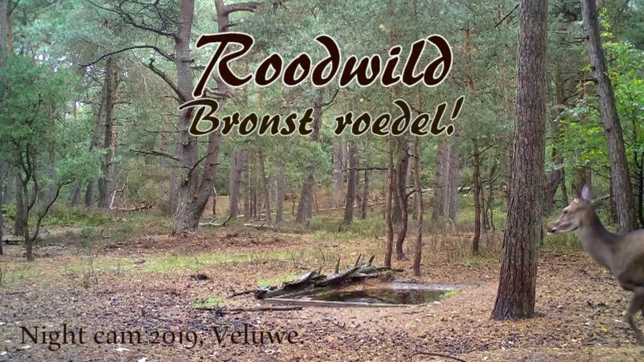 Wildlife Night Cam,  Grote roedel Roodwild movie
