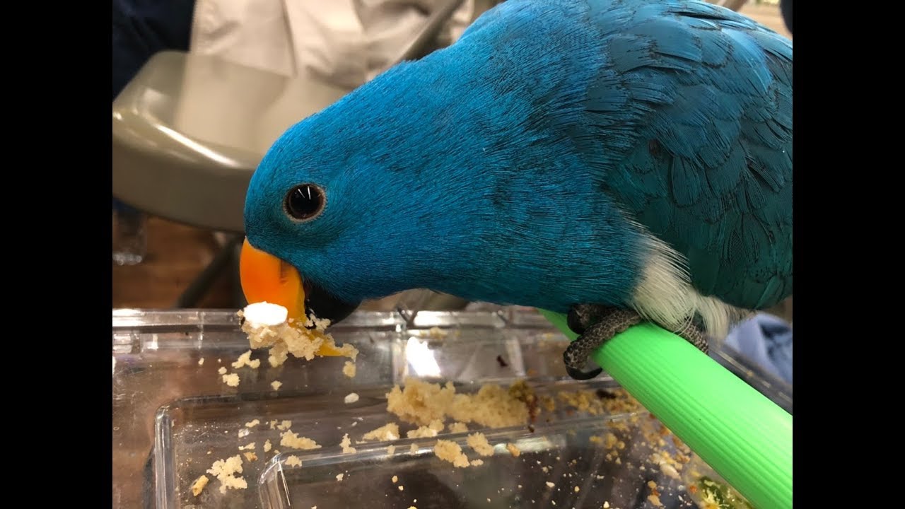 Disney the Blue Eclectus