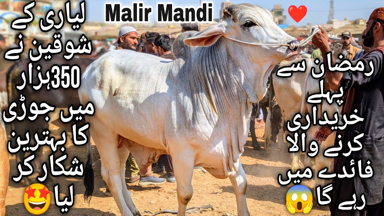 Malir Mandi Karachi Cattle Latest Rates Update 11 February 2025 | Cow Mandi 2025