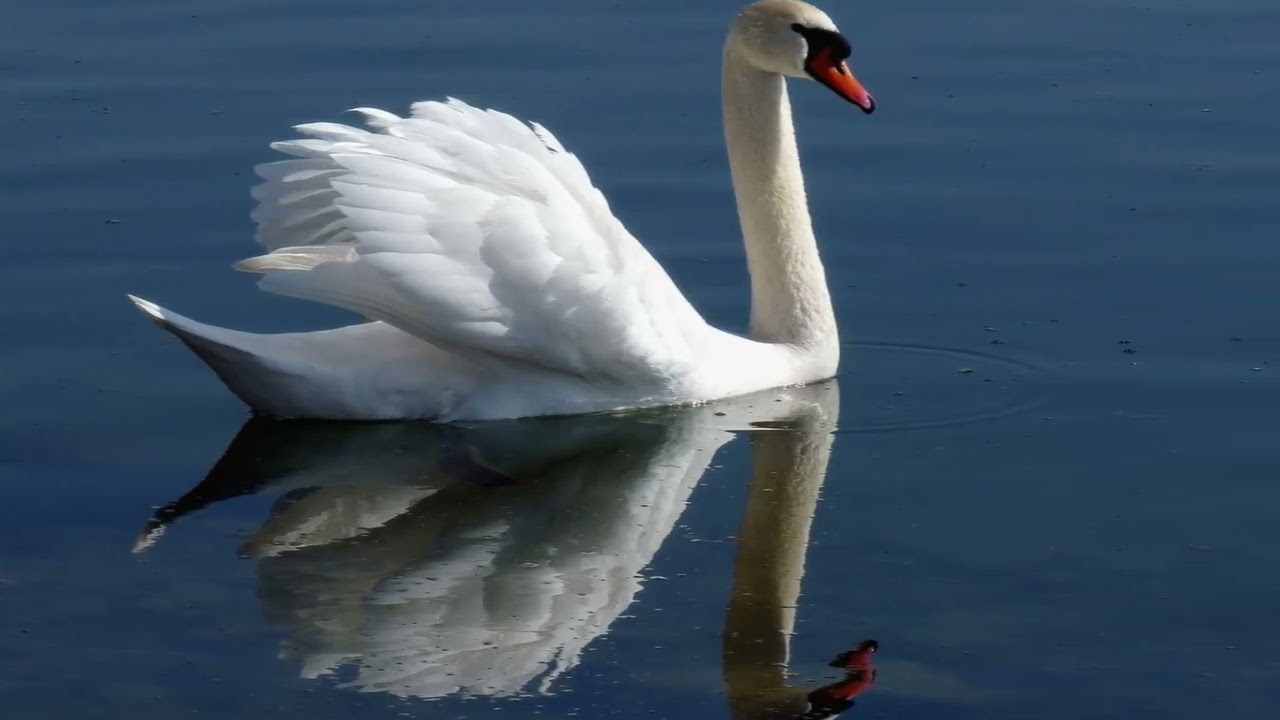 Die Fischerin vom Bodensee