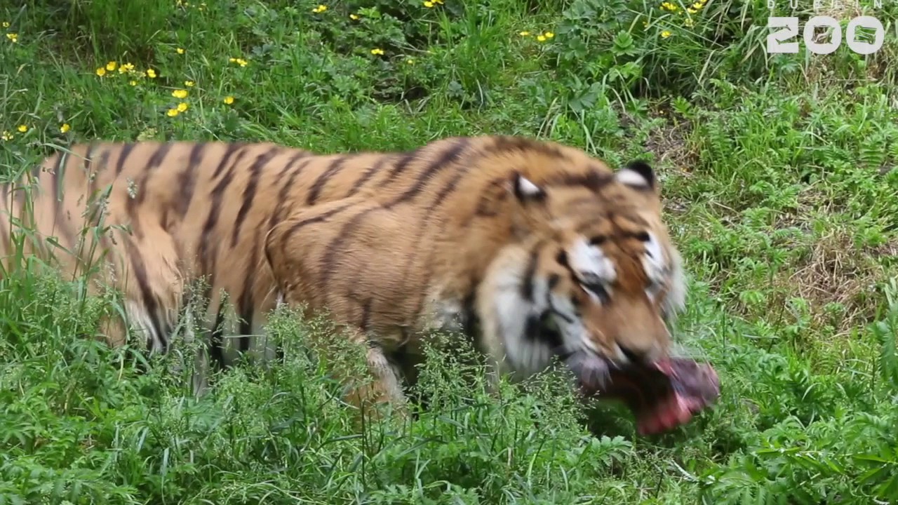 International Tiger Day 2017