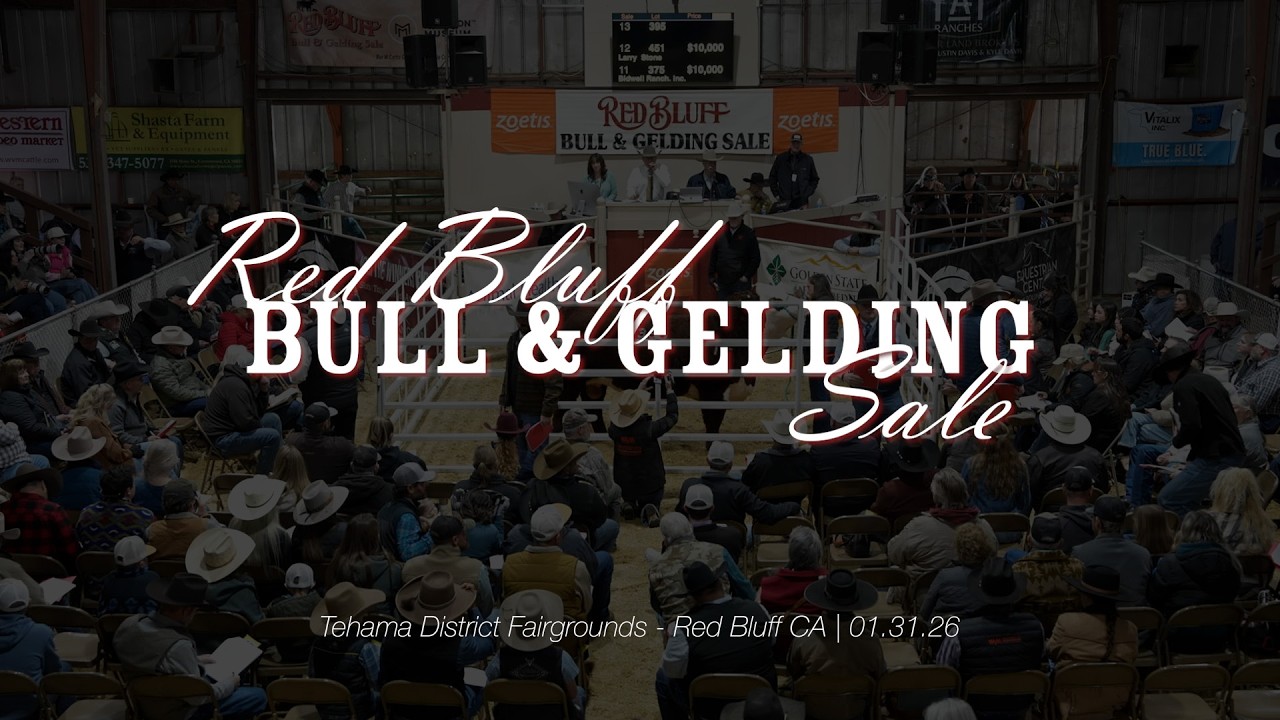 IT'S BULL SALE SEASON