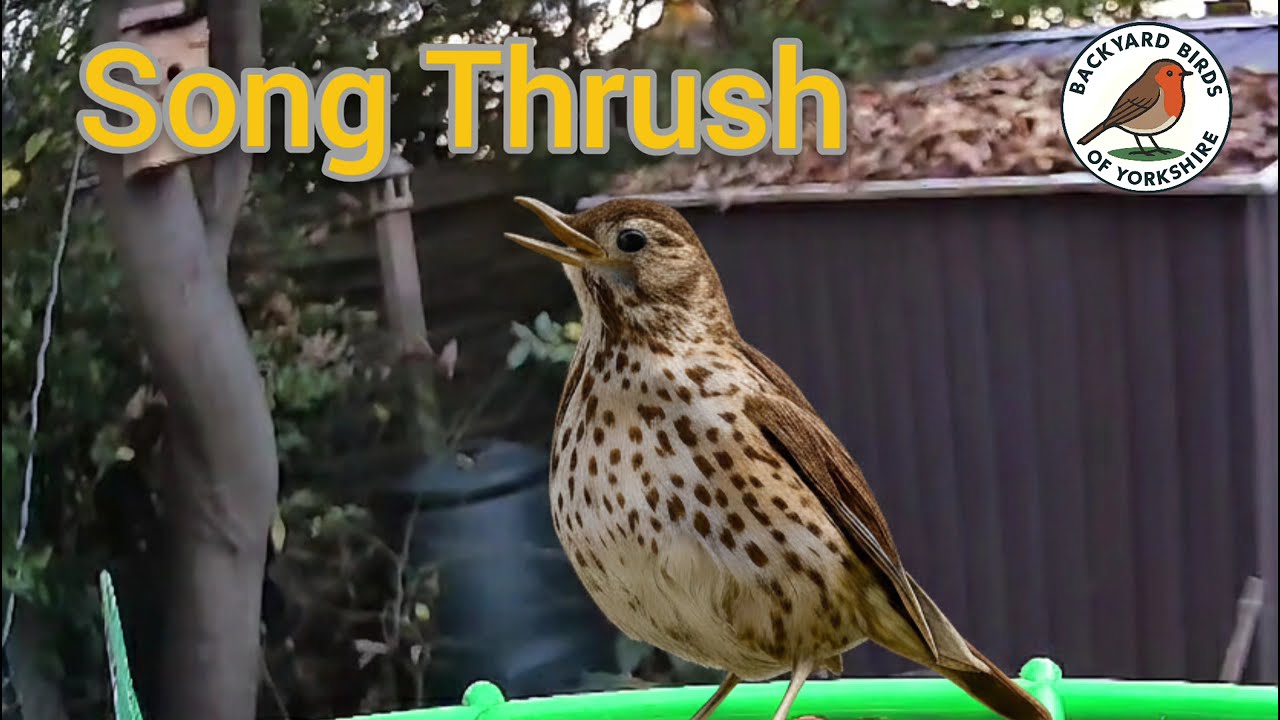 European Song Thrush Singing | Relaxing Bird Sounds for Nature Lovers & Cats