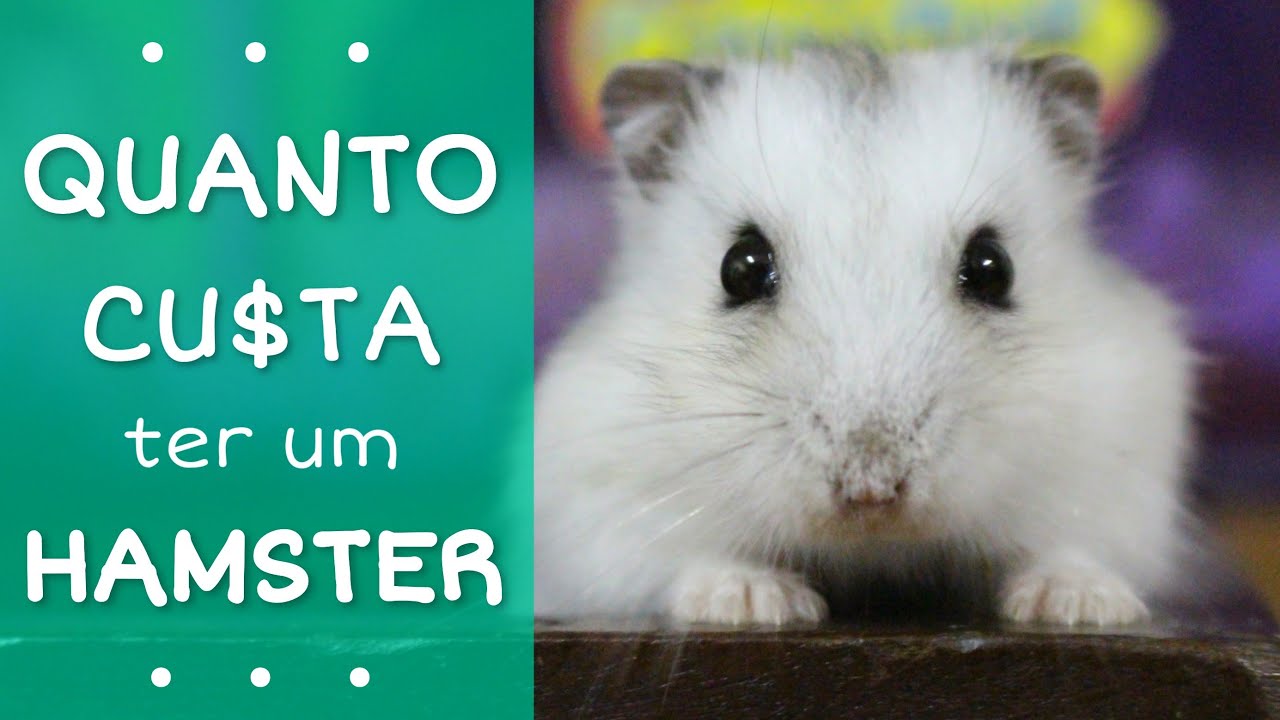 Quanto custa ter um hamster?