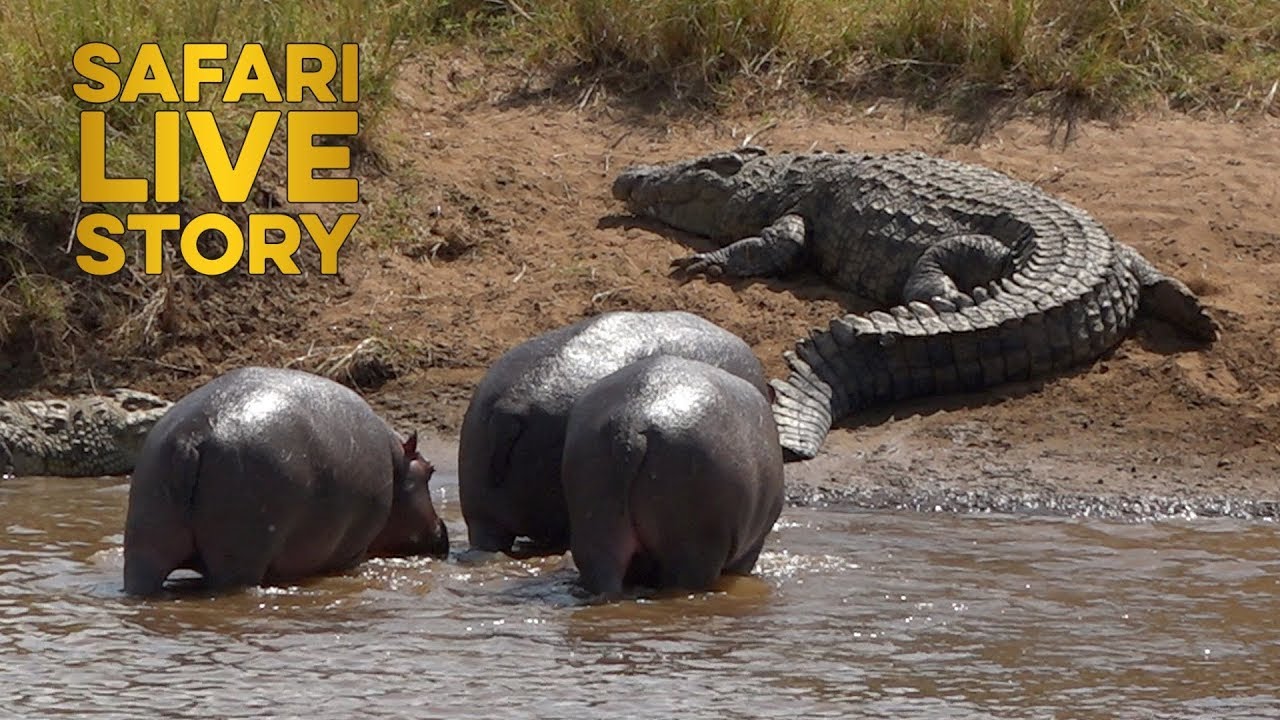 Mara River Giants: Hippos vs. Crocodiles