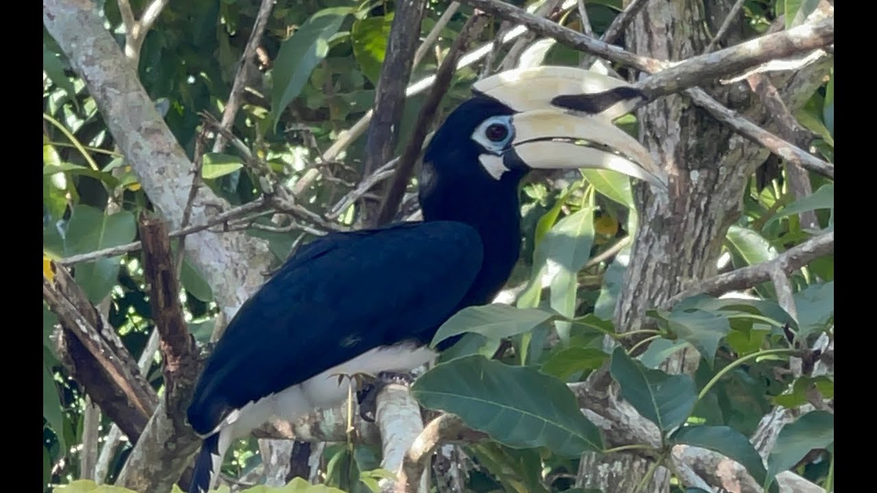 Oriental Pied Hornbill in Kota Kinabalu (Borneo)