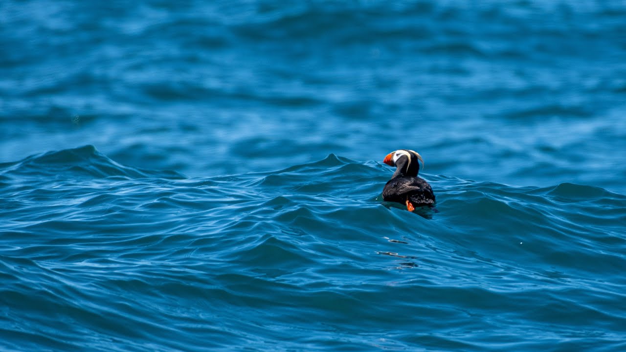 Protecting Tufted Puffins Along the Oregon Coast