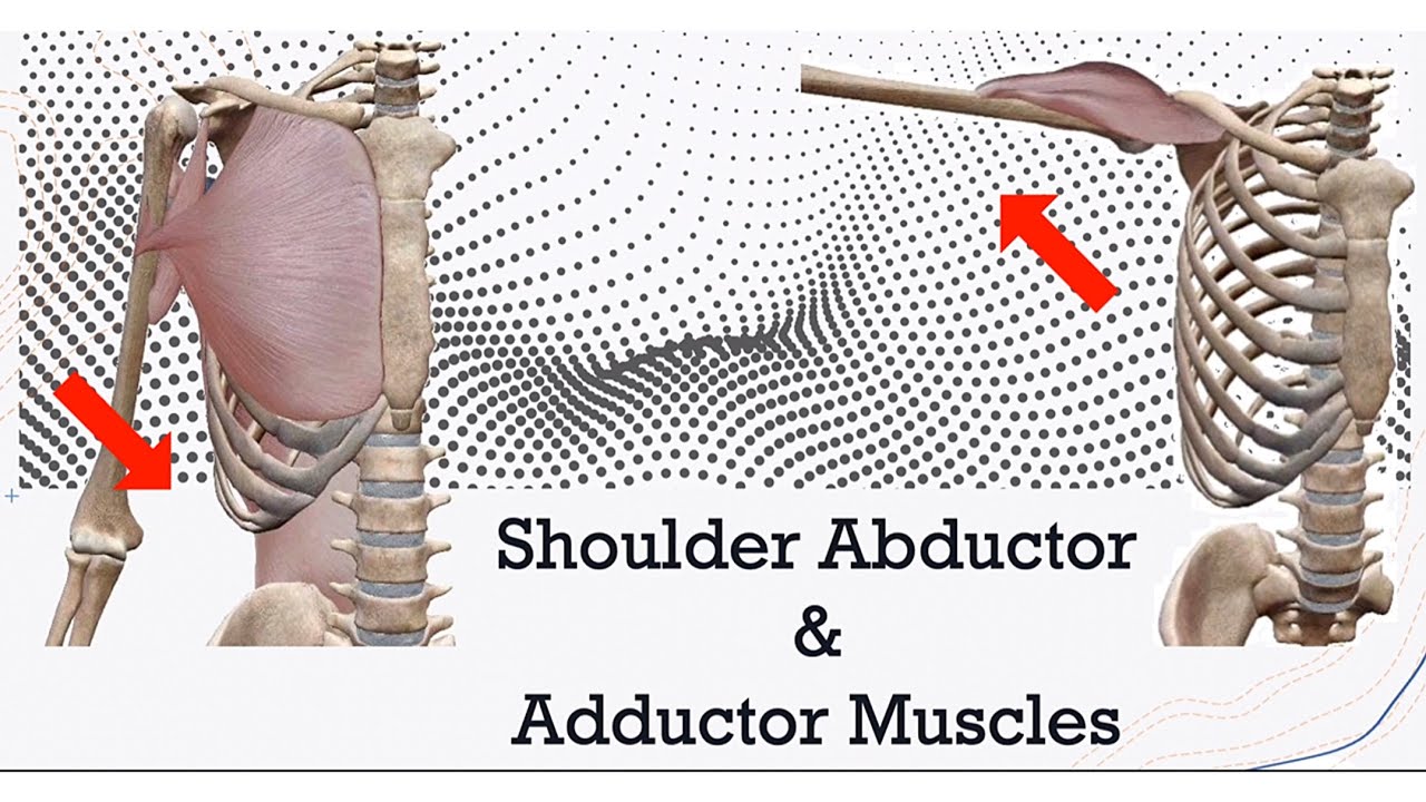 Shoulder Abduction and Adduction Muscles 3D (Origin and Insertion)
