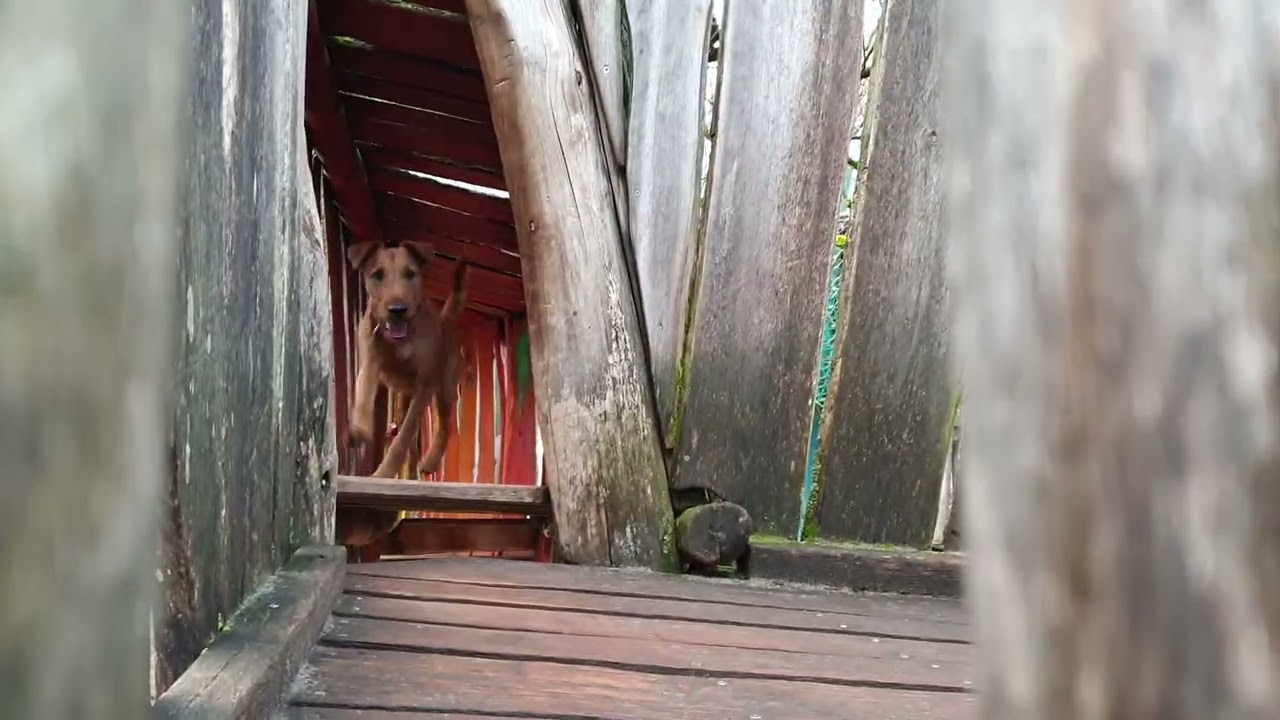 Lennox vergnügt sich auf dem Abenteuerspielplatz - Irish Terrier Action!