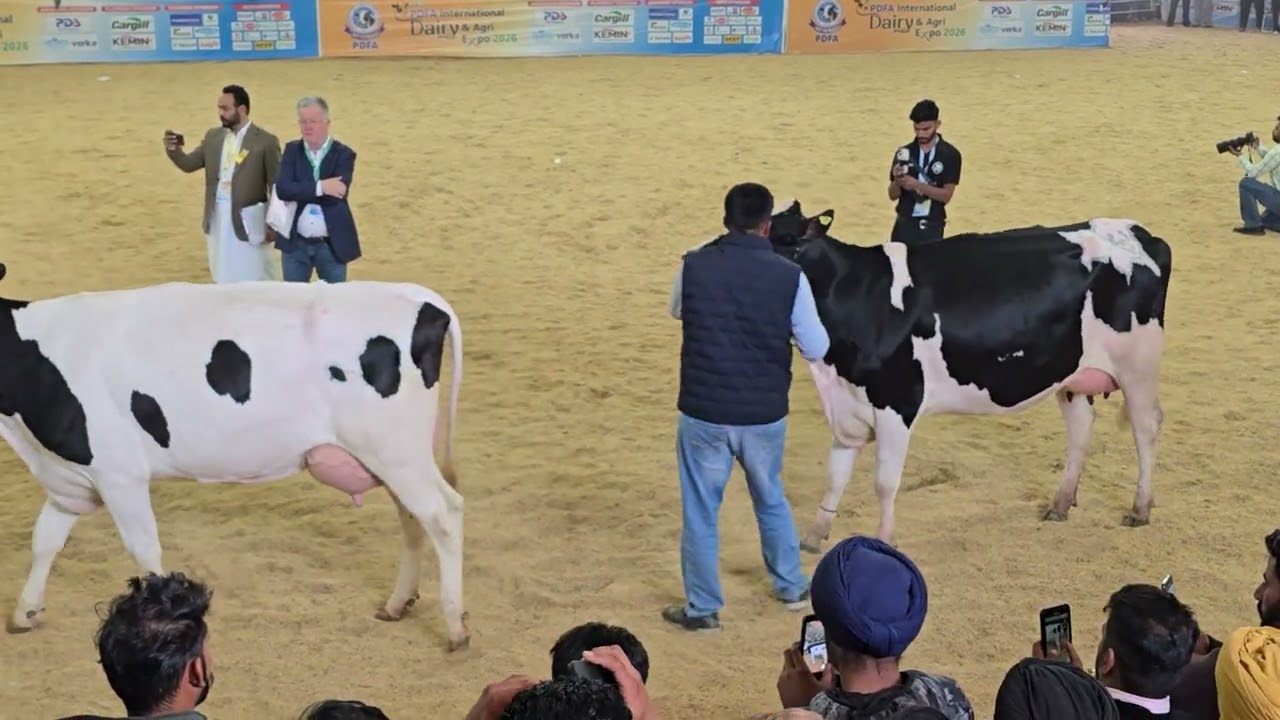 Top ten cows     pdfa  2026