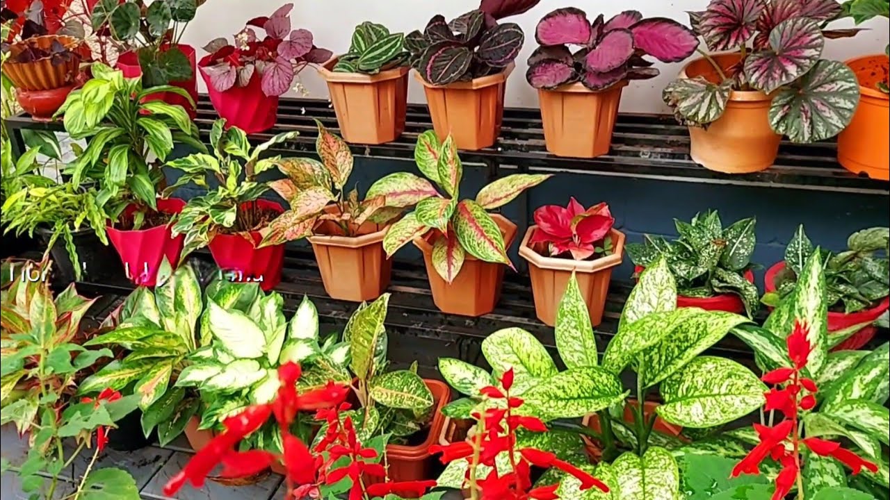 Garden Tour/My Garden 🪴🏕️🌺