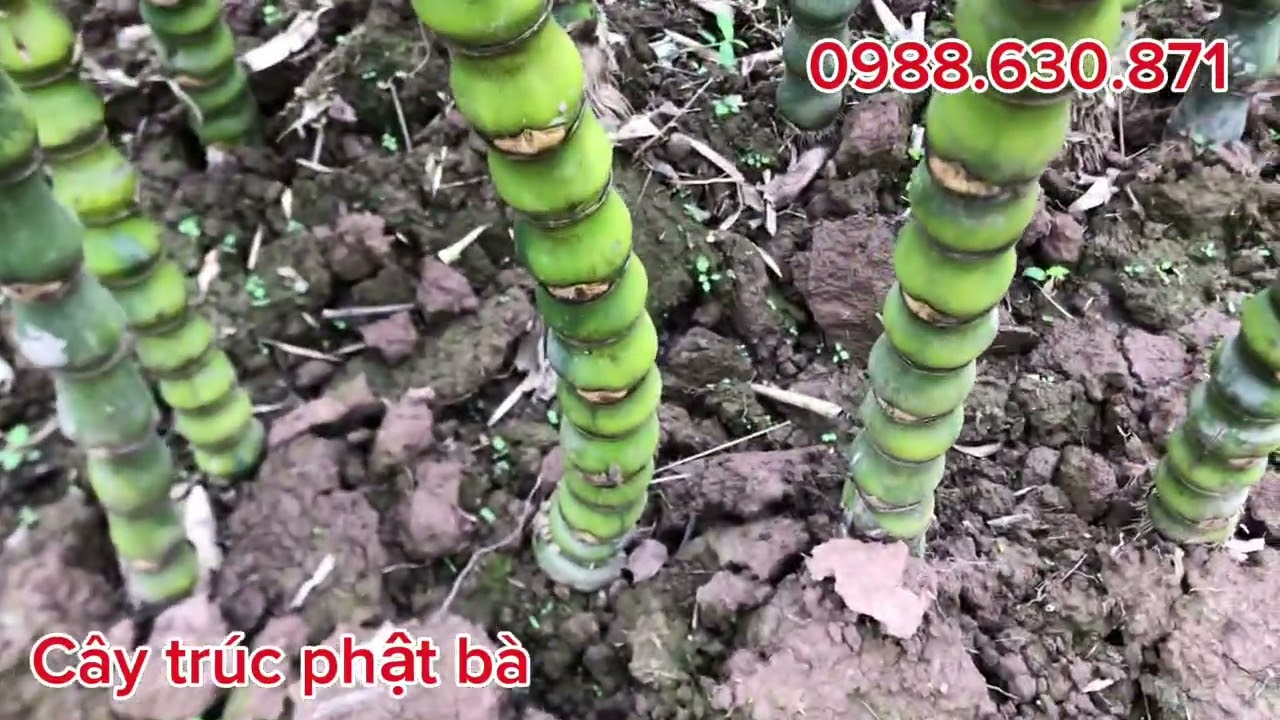 CÂY TRÚC PHẬT BÀ TRĂM TAY NGÀN ĐỐT PHONG THUỶ CHO CÁC BÁC TRỒNG 
